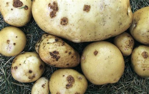 what makes potatoes scabby.